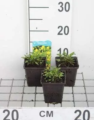 Productafbeelding van 6 x *Ranunculus flammula* - Vlammend waterkersje - Pot 9 x 9 cm
