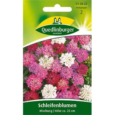 Produktbild von Schleifenblume, Mischung