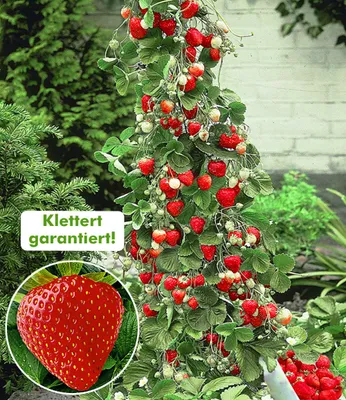 Produktbild von BALDUR Garten 3x Kletter-Erdbeere 'Hummi®', Pflanzen im 7x7 cm-Topf, Fragaria Erdbeerpflanze, schnellwachsende und rankende Klettererdbeeren, selbstfruchtend, winterhart, blühend, Fragaria x ananassa