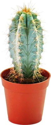 Produktbild von Pilosocereus azureus - kleine Pflanze im 5,5cm Topf
