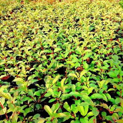 Produktbild von Duftender Winterschneeball Dawn - Viburnum bodnantense 2-3 Liter 30-60 cm