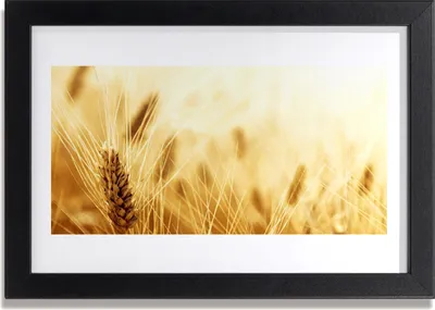 Produktbild von Bild 30x20 MDF-Rahmen Wandkunst Weizenpflanze Natur
