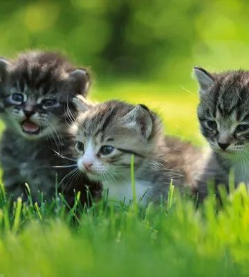 Produktbild von Fototapete - Kittens 225x250cm - Vliestapete