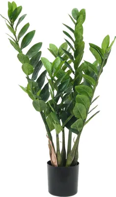 Zdjęcie produktu dla EUROPALMS Zamifolia, sztuczna roślina, 70 cm (82600153)