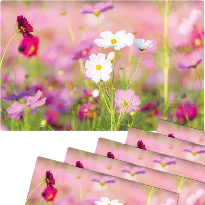 Produktbild von Abwaschbare Tischsets 6er Set Blumen-Wiese pink weiß