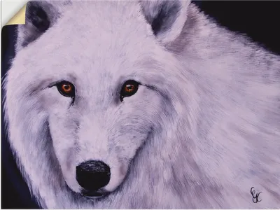 Produktbild von ARTland Wandbild, selbstklebend Weißer Wolf Größe: 60x45 cm