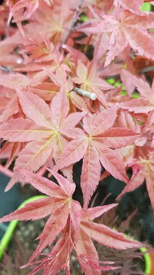 Image de Acer palmatum 'Deshojo' / Erable du Japon
