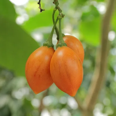 Produktbild von Gelbe Baumtomate (Cyphomandra betacea 'yellow') - 10 Samen