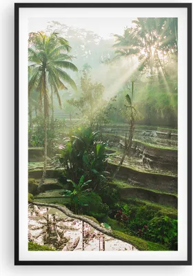 Produktbild von Gerahmtes Poster - Schwarzer Rahmen - Terrassen Reis Palmen - 61x91,5 cm - Wand Bild - Wanddeko - Wandbilder - Kunstposter - Wandposter - Bilderrahmen - Bilder - Kunstdruck - P2BPA61x91-4665