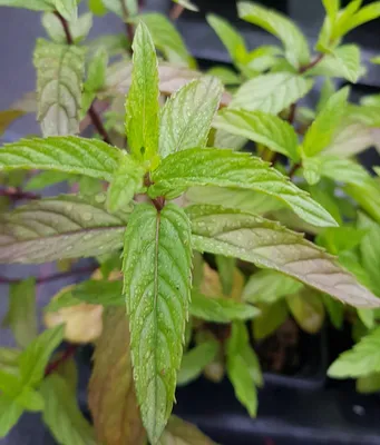 Image de Mentha rubra var. raripila / Menthe Rouge