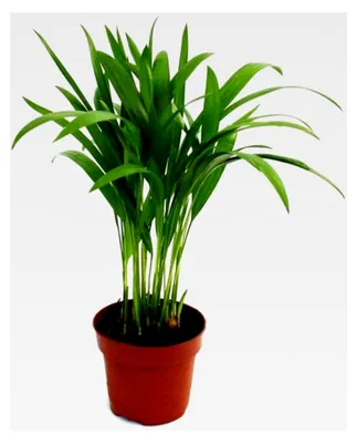 Produktbild von Areca - Chrysalidocarpus lutescens - Goldfruchtpalme im 12 cm Topf