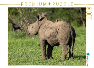 Produktbild von CALVENDO Puzzle Kleines Breitmaulnashorn mit Madenhacker in Südafrika | 1000 Teile Lege-Größe 64x48cm Foto-Puzzle für glückliche Stunden