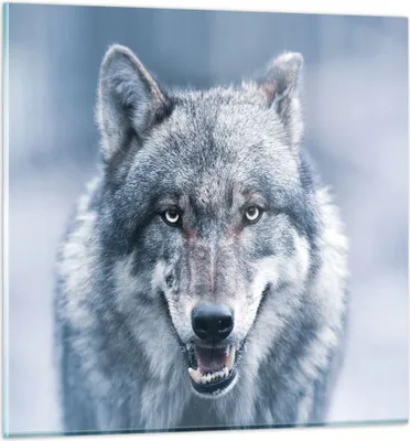 Produktbild von Bilder auf glas - Einteilig - Wolf Raubtier Wildheit - 30x30cm - Glasbilder - Wandbilder - Bilder - zum Aufhängen bereit - Wanddekoration aus Glas - Glas Bilder - Wandbild auf Glas - GAC30x30-5073