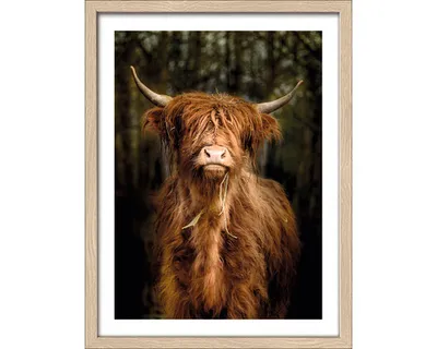 Produktbild von Gerahmtes Bild Scottish Highland cattle VI 33x43 cm