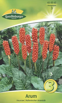 Produktbild von Arum italienischer Aronstab (3 Stück) | Blumenzwiebeln von Quedlinburger