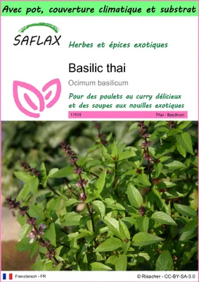 Image de SAFLAX Garden to go - Basilic thai - 200 graines - Ocimum
