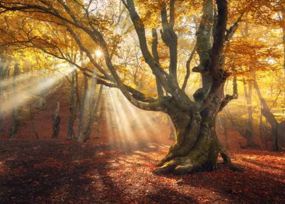 Produktbild von Papermoon VLIES Fototapete, Digitaldruck,  Magischer alter Baum-Herbstwald (719)