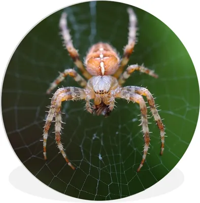 Produktbild von MuchoWow® Rundes Wandbild - Runde Bilder Porträt einer Spinne Ø 30 cm Kreis Wanddekoration Kunststoff - Wandkreis - Wandschmuck - Schlafzimmer - Bilder - Der Kreis - Kunst für die Wohnung - Plastik - Kunstdruck - Wandbild