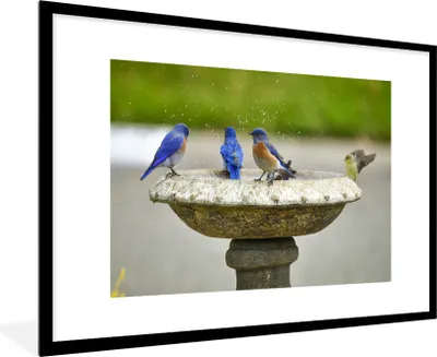 Produktbild von MuchoWow® MuchoWow® Gerahmtes Poster Vogel - Vogeltränke - Wasser 90x60 cm - Poster mit zchwarzem Bilderrahmen - Wanddekoration - Fotos