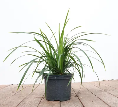Zdjęcie produktu dla Carex morrowii ssp. foliosiss. 'Irish Green', ok. 9x9 cm Topf