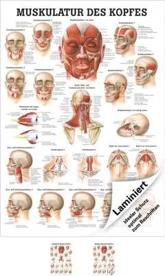 Produktbild von Muskulatur des Kopfes Poster Anatomie 70x50 cm medizinische Lehrmittel