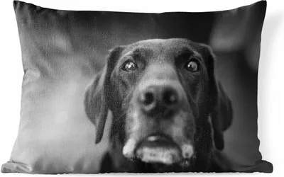 Produktbild von MuchoWow® Outdoor Kissen - Tierprofil Labrador Hund in schwarz und weiß - 60x40 cm - Wetterfest - Lounge Kissen - Zierkissen - Kissen für Innenräume