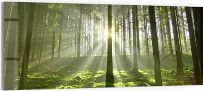Produktbild von DEQORI Glasbild Echtglas 125x50 cm 'Waldlichtspiele' Wandbild Bild modern Deko