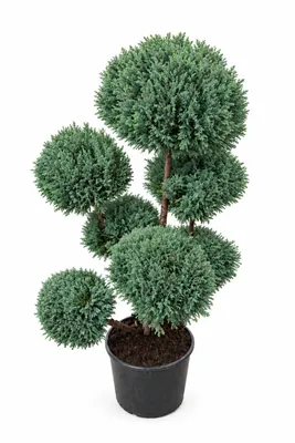 Produktbild von Garten-Bonsai Ellwoodii 120–130 cm, Zypressen Formpflanze, Chamaecyparis, winterhart und immergrün