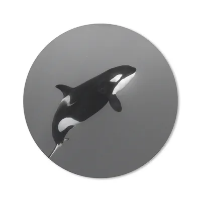 Produktbild von MuchoWow® Mauspad Mousepad Orca - Wasser - Tiere 20x20 cm - Mousepads - Maus Mat - Pad - Mausunterlage - Schreibtischmatte