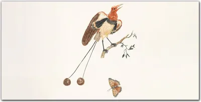 Produktbild von Coloray Küchenrückwand 100x50 Spritzschutz aus Glas - Tier Vogel Zweig
