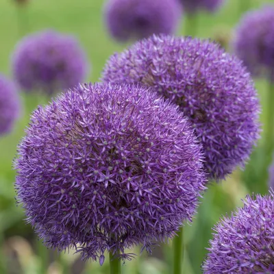 Image de 8x Allium Pinball Wizard - Sierui Tovenaarsknikker - Paars - Zomerbloeier - Bolmaat 18/20