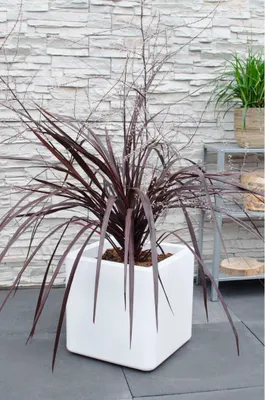 Immagine prodotto di Cordyline X Festival® Borgogna 120-140 cm Keulenlilie