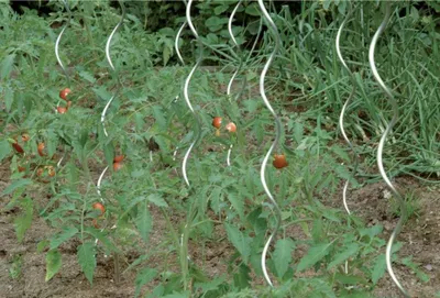 Produktbild von floraworld Tomatenspiralstab 180 cm verzinkt 10 Stk