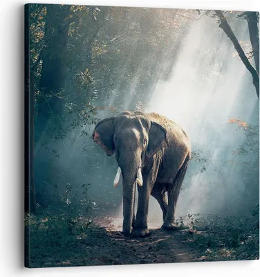 Produktbild von Bild auf Leinwand - Leinwandbild - elefant natur - 30x30cm - Wand Bild - Wanddeko - Wandbilder - Leinwanddruck - Bilder - Kunstdruck - Wanddekoration - Leinwand bilder - Wandkunst - AC30x30-3972