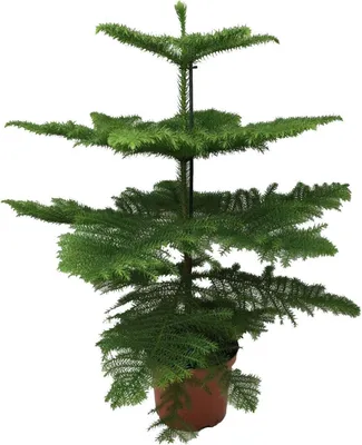 Produktbild von Norfolk-Araukarie (Araucaria Heterophylla) – Zimmerpflanze Ø21cm – 70cm hoch – Luftreinigend, pflegeleicht & dekorativ – Schlankes Design für kleine Räume