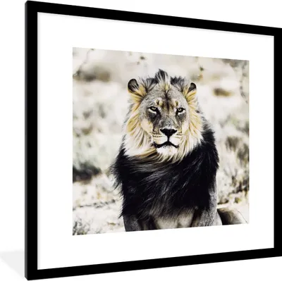 Produktbild von MuchoWow® MuchoWow® Gerahmtes Poster Wilde Tiere - Löwe - Schwarz 40x40 cm - Poster mit zchwarzem Bilderrahmen - Poster - Plakat im Rahmen