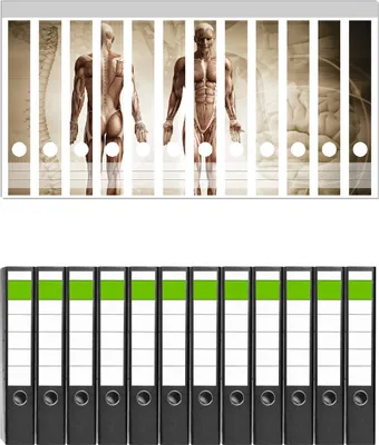 Produktbild von Wallario 12 Stück schmale Ordner inkl. Klebeetiketten mit Motive Anatomie Mensch I -  Set mit Rückenschildern / Ordnerrücken Stickern