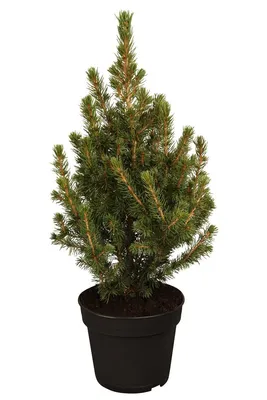 Produktbild von Picea glauca 'Conica', Zuckerhutfichte, 30–40 cm