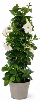 Obrázek produktu pro Mandevilla Dipladenia – trubkovité květy – pyramidový tvar – 17cm květináč – cca 65–70 cm – bílá