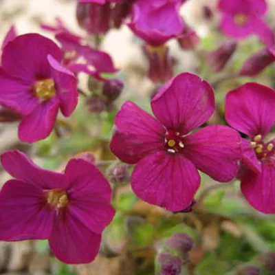 Obrázok produktu pre 6 ks. rastlín Blaukissen (Aubrieta 'Bressingham Red') | Kvetináč 9x9 cm