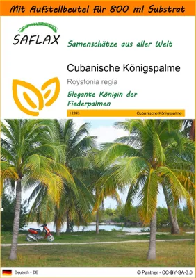 Produktbild von SAFLAX - Garden in the Bag - Cubanische Königspalme - 8 Samen - Mit Anzuchtsubstrat im praktischen, selbst aufstellenden Beutel - Roystonia regia