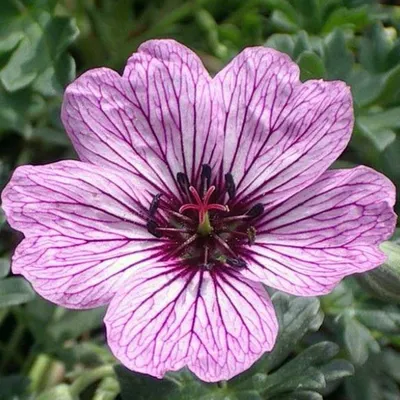 Image de 6 x Géranium cendré  - Geranium cinereum 'Laurence Flatman'  | Pot 9 cm x 9 cm