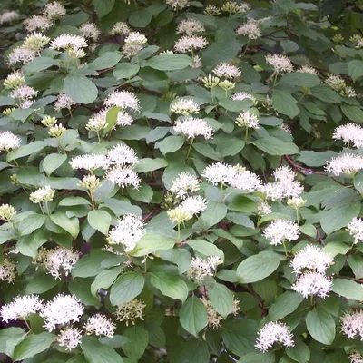 Obrázok produktu pre 2 x drieň červený - Cornus sanguinea | 60-80 cm v kontajneri