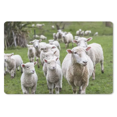 Produktbild von MuchoWow® Schreibtischunterlage Schafe - Gras - Lamm 60x40 cm - XXL Mauspad - Großes Mauspad