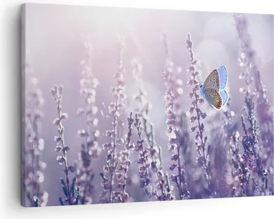 Produktbild von Bild auf Leinwand - Leinwandbild - Schmetterling Wiese Blume - 70x50cm - Wand Bild - Wanddeko - Leinwanddruck - Bilder - Kunstdruck - Wanddekoration - Leinwand bilder - Wandkunst - AA70x50-4014