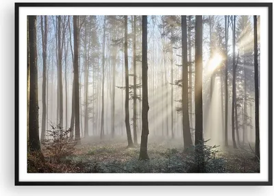 Produktbild von Gerahmtes Poster - Schwarzer Rahmen - Wald Baum Natur - 100x70 cm - Wand Bild - Wanddeko - Wandbilder - Kunstposter - Wandposter - Bilderrahmen - Bilder - Kunstdruck - Wandbild - P2BAA100x70-3749