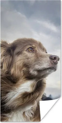 Produktbild von MuchoWow® Poster Starrender Hund 20x40 cm - Plakat - Foto