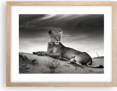 Produktbild von Gerahmtes Poster - Rahmen in heller Eiche - Tierwelt weiblich katze Tier - 40x30 cm - Wand Bild - Wanddeko - Wandbilder - Wandposter - Bilderrahmen - Bilder - Kunstdruck - Wandbild - P2NAA40x30-3165