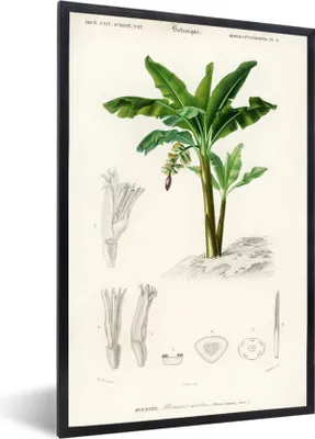 Produktbild von MuchoWow® MuchoWow® Gerahmtes Poster Pflanzen - Vintage - Blatt 40x60 cm - Poster mit zchwarzem Bilderrahmen - Papierdruck - Wandbilder