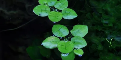 Produktbild von Südamerikanischer Froschbiss - Limnobium laevigatum - Tropica InVitro
